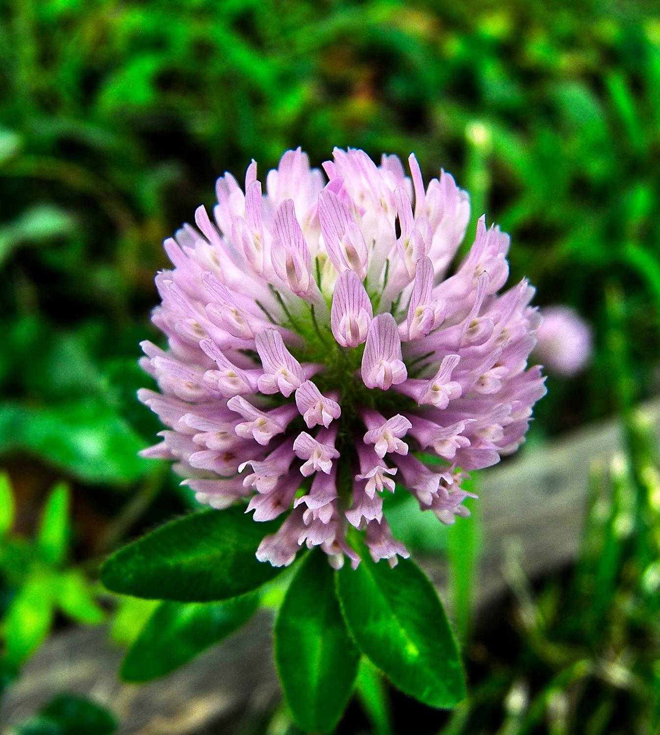 - <center>Big pink clover - Techno-Impressionist Museum - Techno-Impressionism - art - beautiful - photo photography picture - by Tony Karp