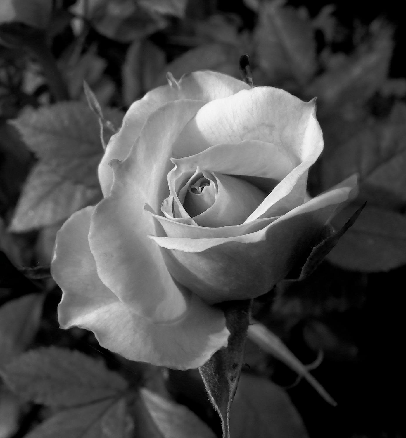  - A farewell to my friend Tove - Techno-Impressionist Museum - Techno-Impressionism - art - beautiful - photo photography picture - by Tony Karp