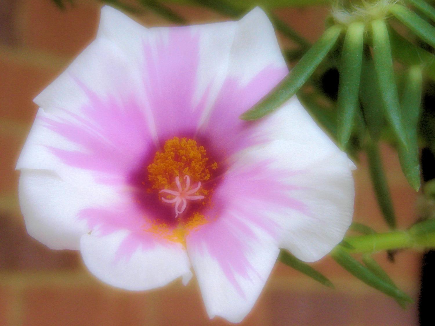  - <center>Flower # 4 - Techno-Impressionist Museum - Techno-Impressionism - art - beautiful - photo photography picture - by Tony Karp