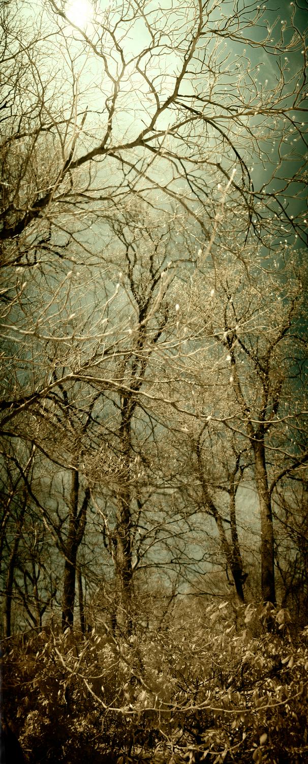 panoramo of trees in forest with buds that appear to glow Original image shot in infrared color added back in - <center>Tree with glowing buds - Techno-Impressionist Museum - Techno-Impressionism - art - beautiful - photo photography picture - by Tony Karp