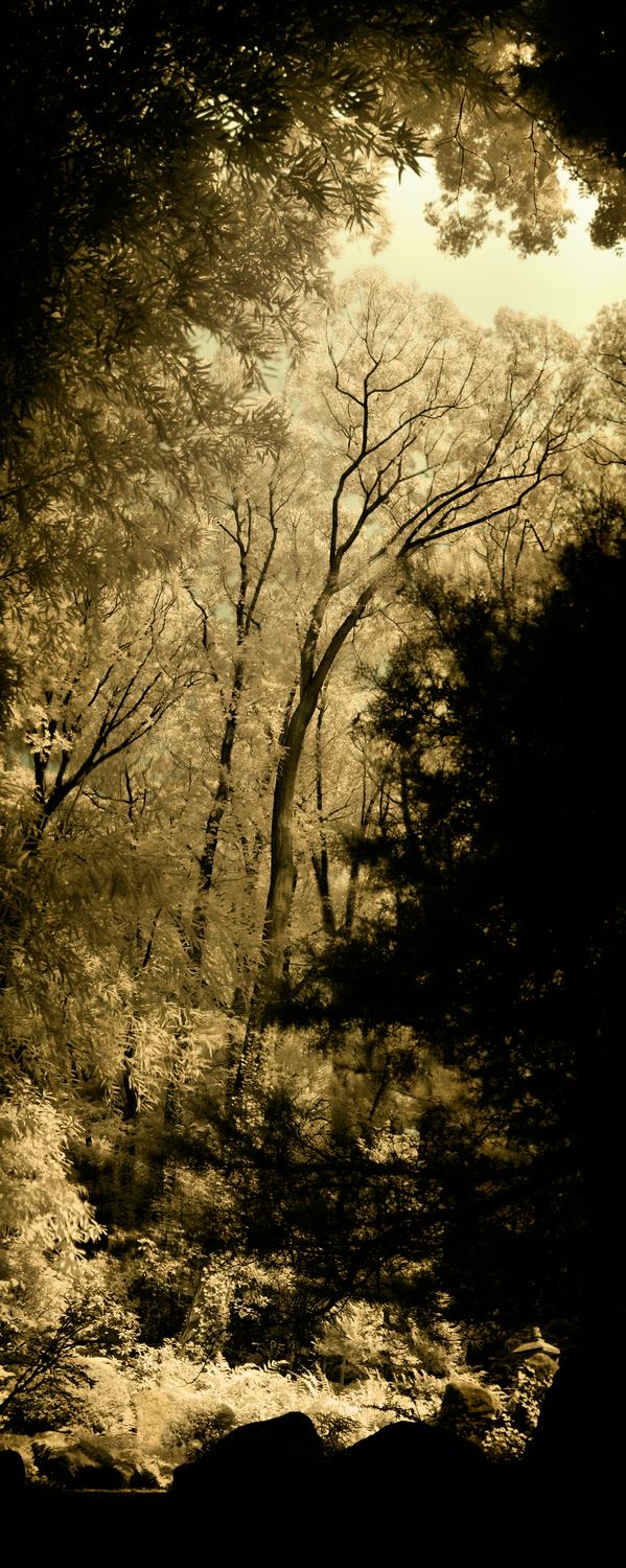 trees in the stroll garend in Long Island New York, picture shot in infrared with the color added back in - <center>Dark bown stroll garden pano - Techno-Impressionist Museum - Techno-Impressionism - art - beautiful - photo photography picture - by Tony Karp