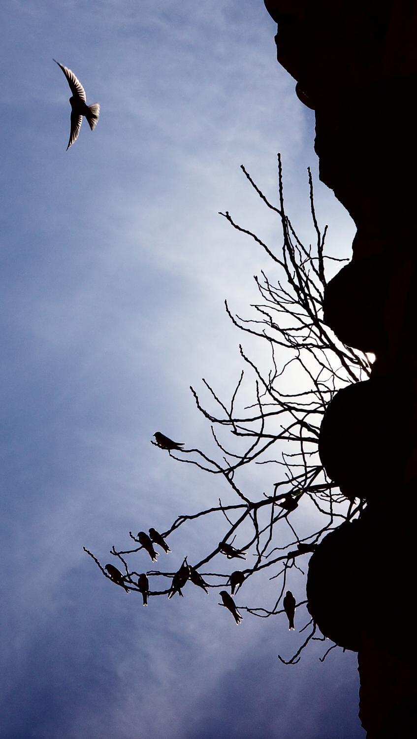  - Birds of the castle - Techno-Impressionist Museum - Techno-Impressionism - art - beautiful - photo photography picture - by Tony Karp
