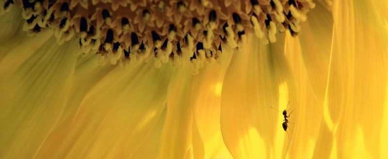  - A bug's world - Techno-Impressionist Museum - Techno-Impressionism - art - beautiful - photo photography picture - by Tony Karp