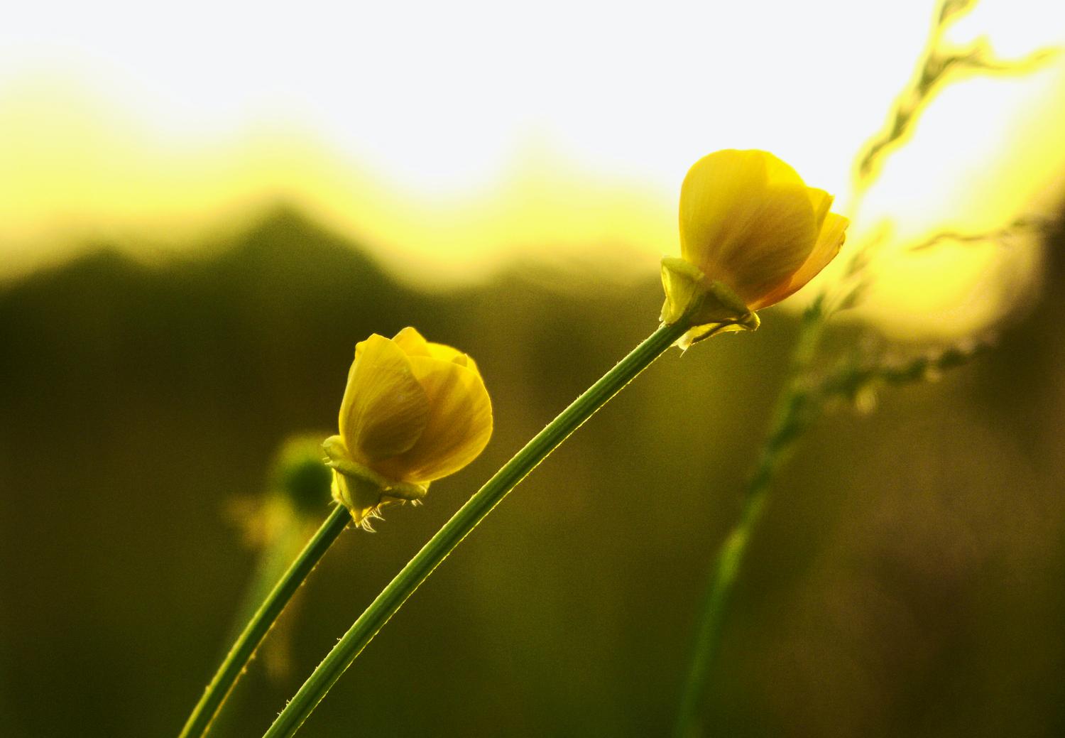 small yellow flowers in the field shot from down on the ground - Evening Flowers - Exhibit at the Haymarket Town Hall - Techno-Impressionist Museum - Techno-Impressionism - art - beautiful - photo photography picture - by Tony Karp