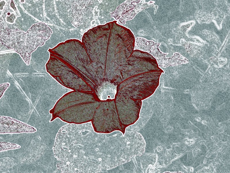 flower by Tony Karp - Flower with dark blue - Techno-Impressionist Museum - Techno-Impressionism - art - beautiful - photo photography picture - by Tony Karp