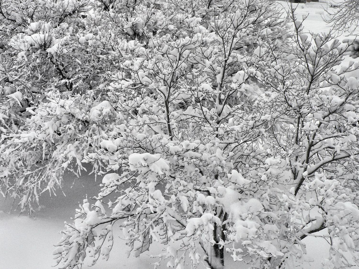  - <center>Tree branches with snow - Techno-Impressionist Museum - Techno-Impressionism - art - beautiful - photo photography picture - by Tony Karp