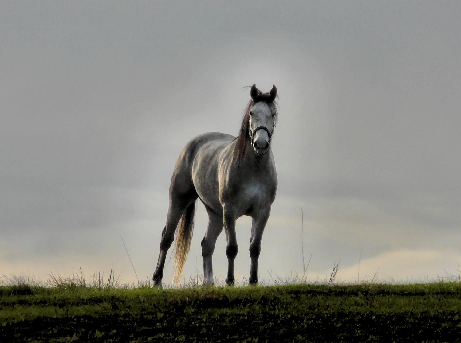 Here's looking at you - by Tony Karp - Here's looking at you - Techno-Impressionist Museum - Techno-Impressionism - art - beautiful - photo photography picture - by Tony Karp