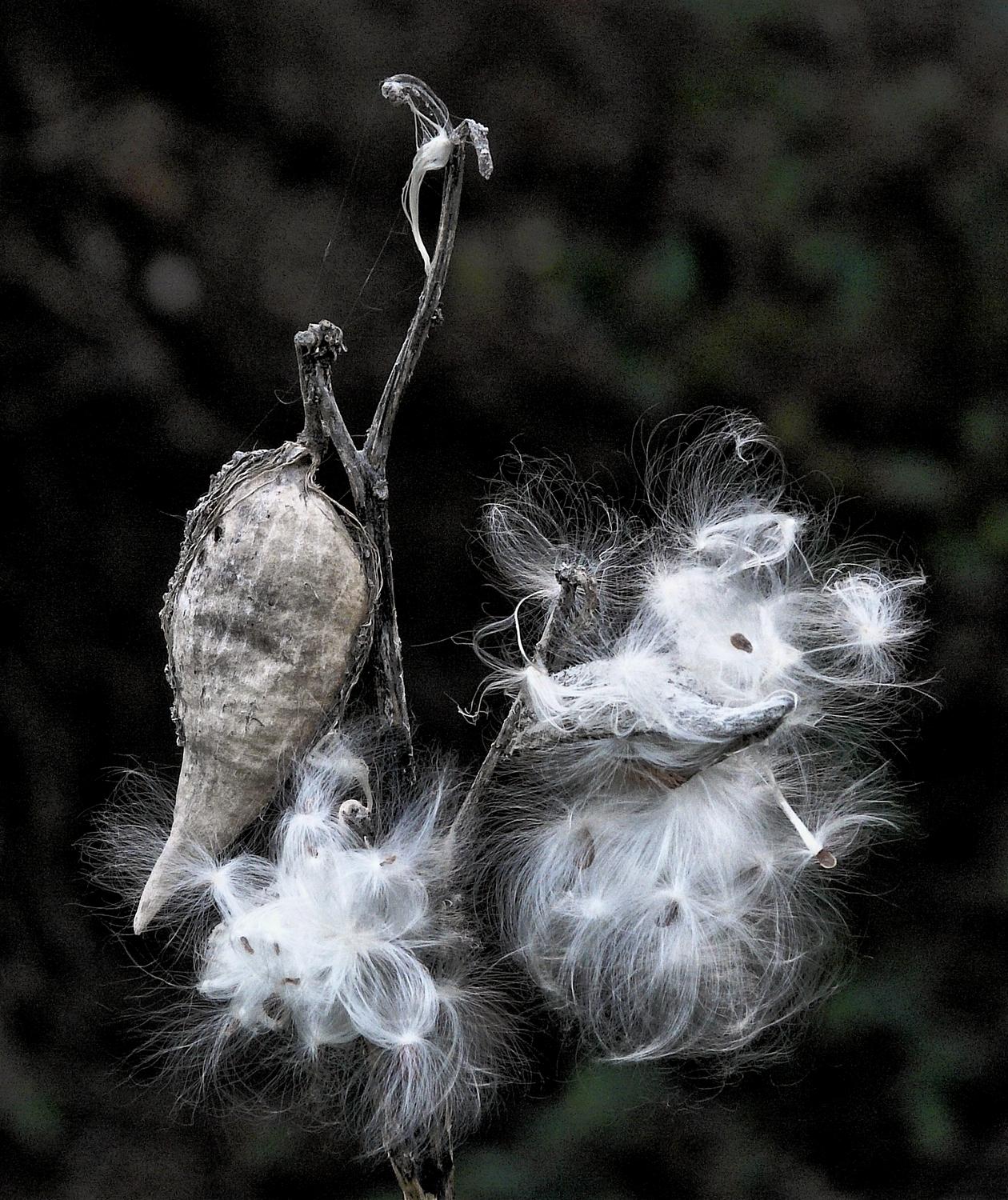 black and white image of milkweed along Logmill Road - Lovely milkweed - Techno-Impressionist Museum - Techno-Impressionism - art - beautiful - photo photography picture - by Tony Karp