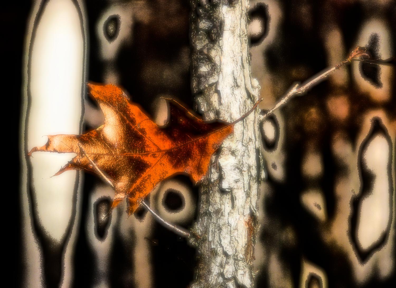 Fall, leaf,  foremost techno-impressionist by Tony Karp - A leaf, a time portal,  the future - Techno-Impressionist Museum - Techno-Impressionism - art - beautiful - photo photography picture - by Tony Karp