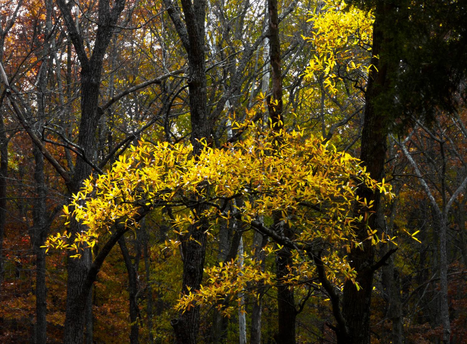 A spray of autumn by Tony Karp - A spray of autumn</Center><p></p> - Techno-Impressionist Museum - Techno-Impressionism - art - beautiful - photo photography picture - by Tony Karp