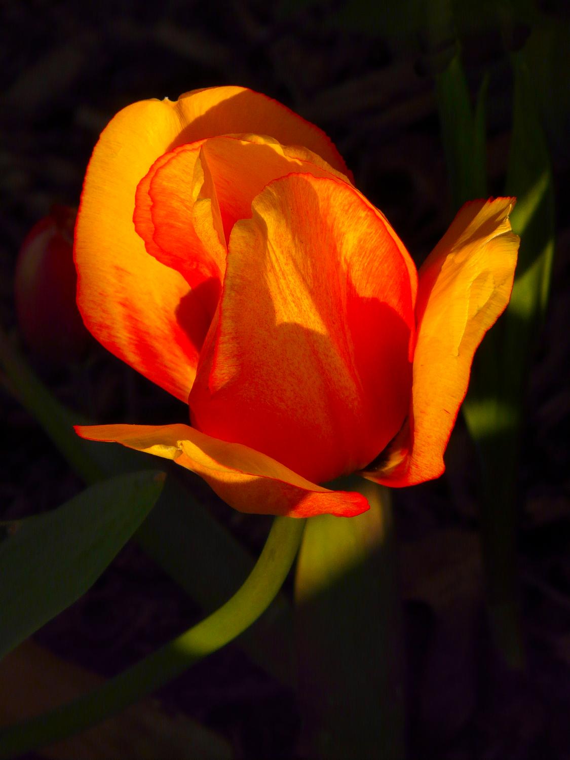  - <center>Flower # 3 - Techno-Impressionist Museum - Techno-Impressionism - art - beautiful - photo photography picture - by Tony Karp