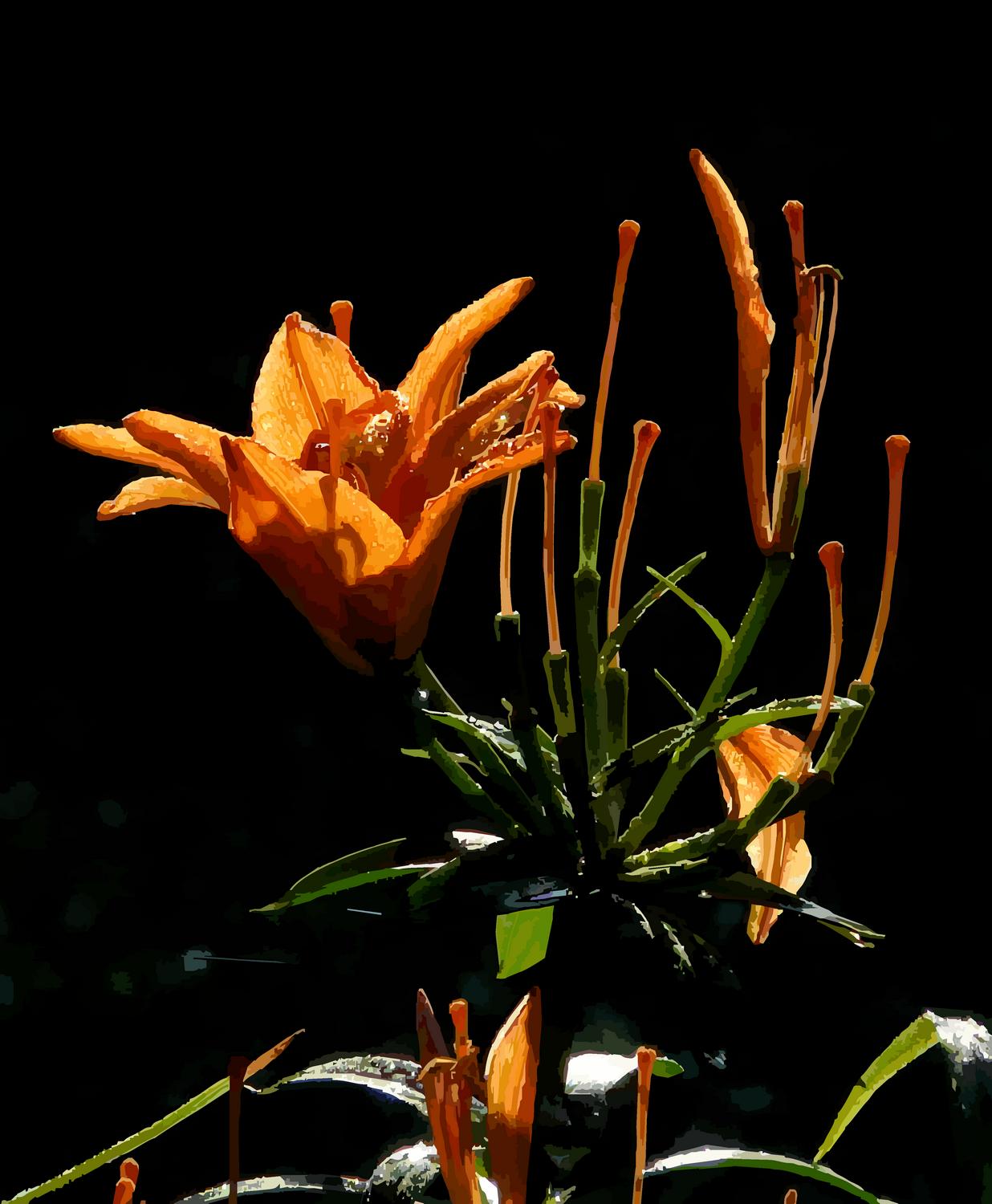 flowers against a dark background - A deeper understanding - Techno-Impressionist Museum - Techno-Impressionism - art - beautiful - photo photography picture - by Tony Karp