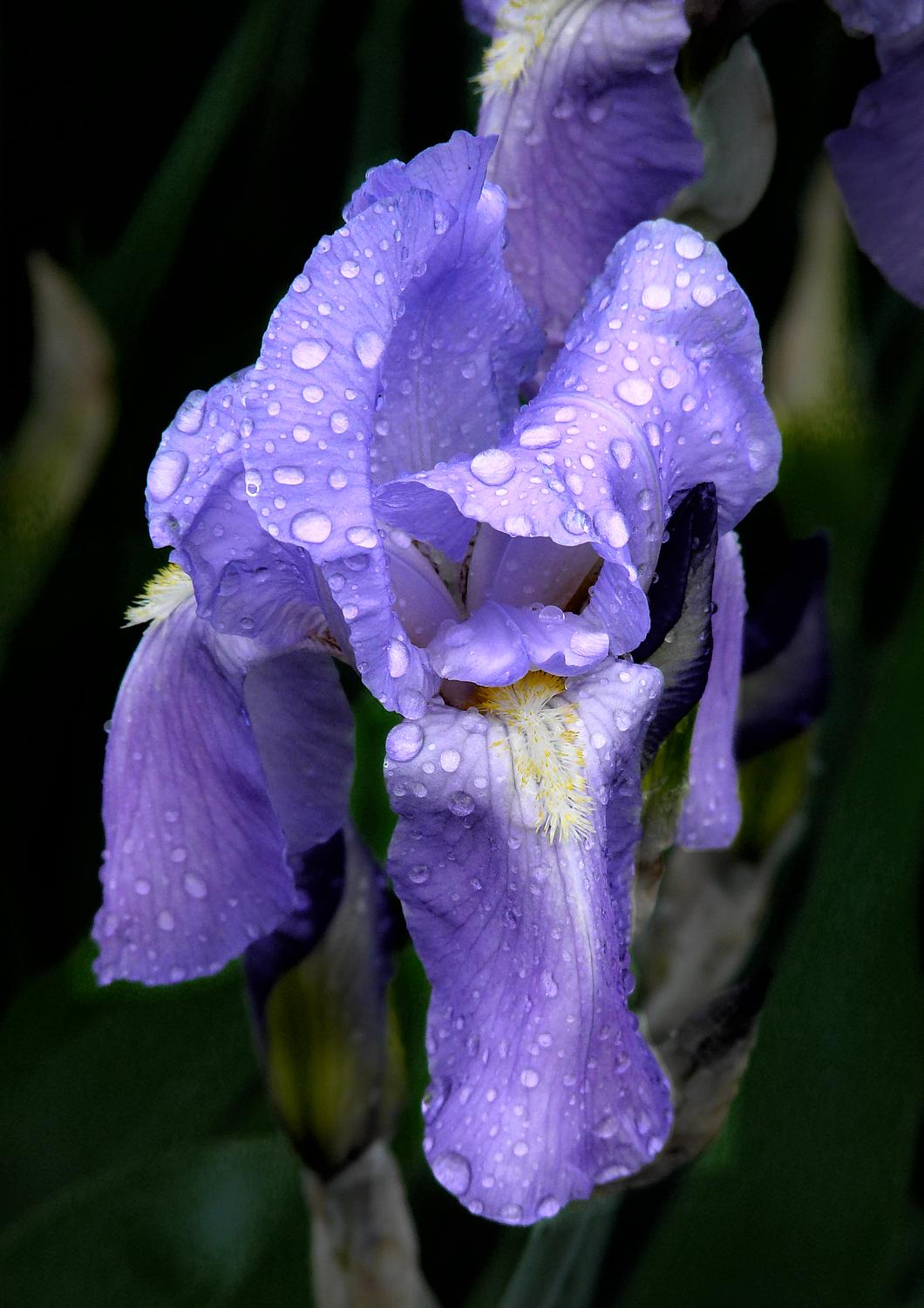 second iris in a three part transformation background detail removed - <center>The eyes have it series #2 - Techno-Impressionist Museum - Techno-Impressionism - art - beautiful - photo photography picture - by Tony Karp